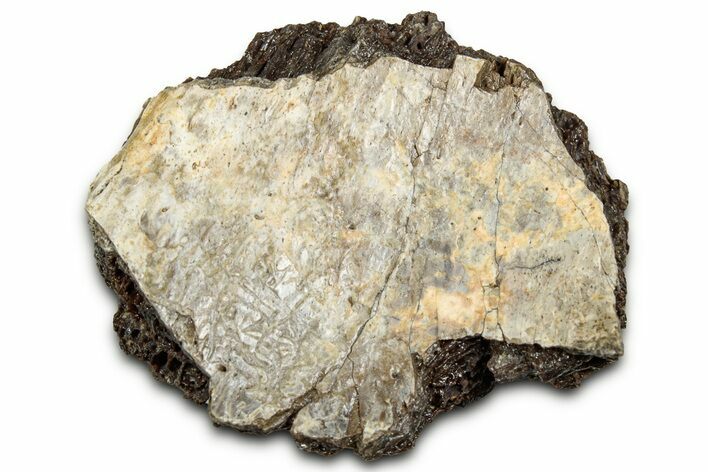 Fossil Tyrannosaur (T rex) Bone Section - Wyoming #328666